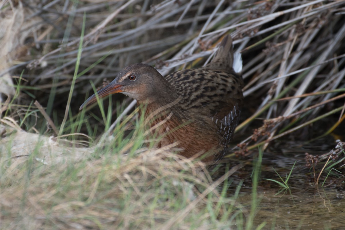 Ridgway's Rail - ML70567831