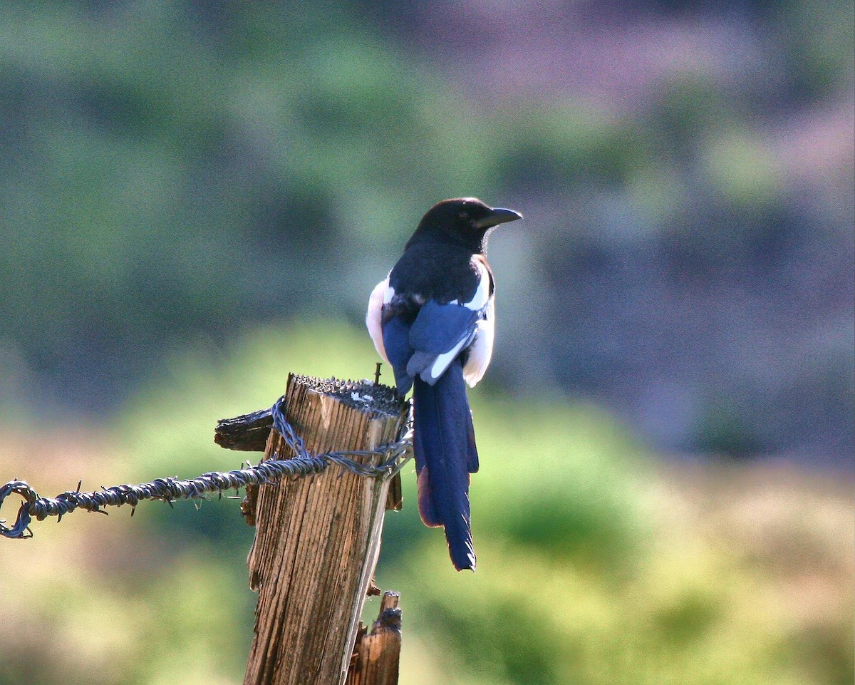 Black-billed Magpie - ML70568121