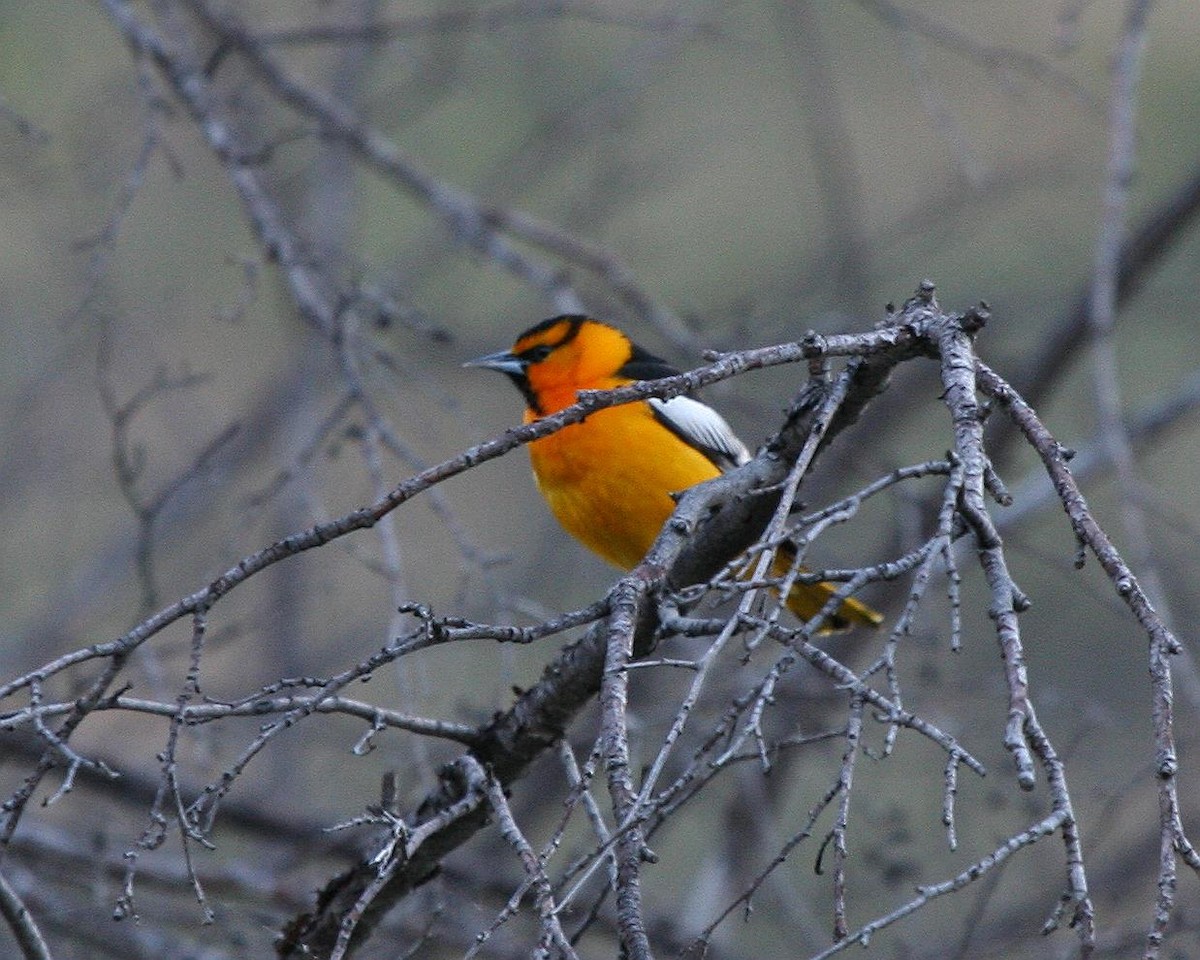 Bullock's Oriole - ML70568191