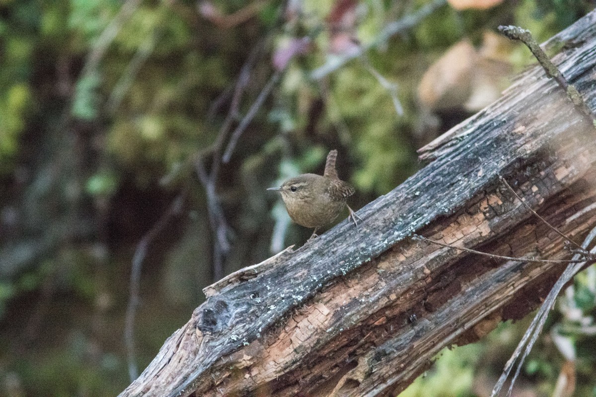 Pacific Wren - ML70568961