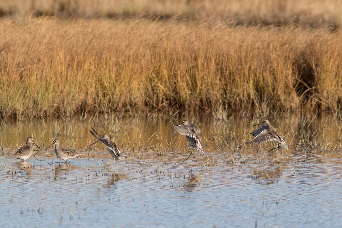 Long-billed Dowitcher - ML70569161