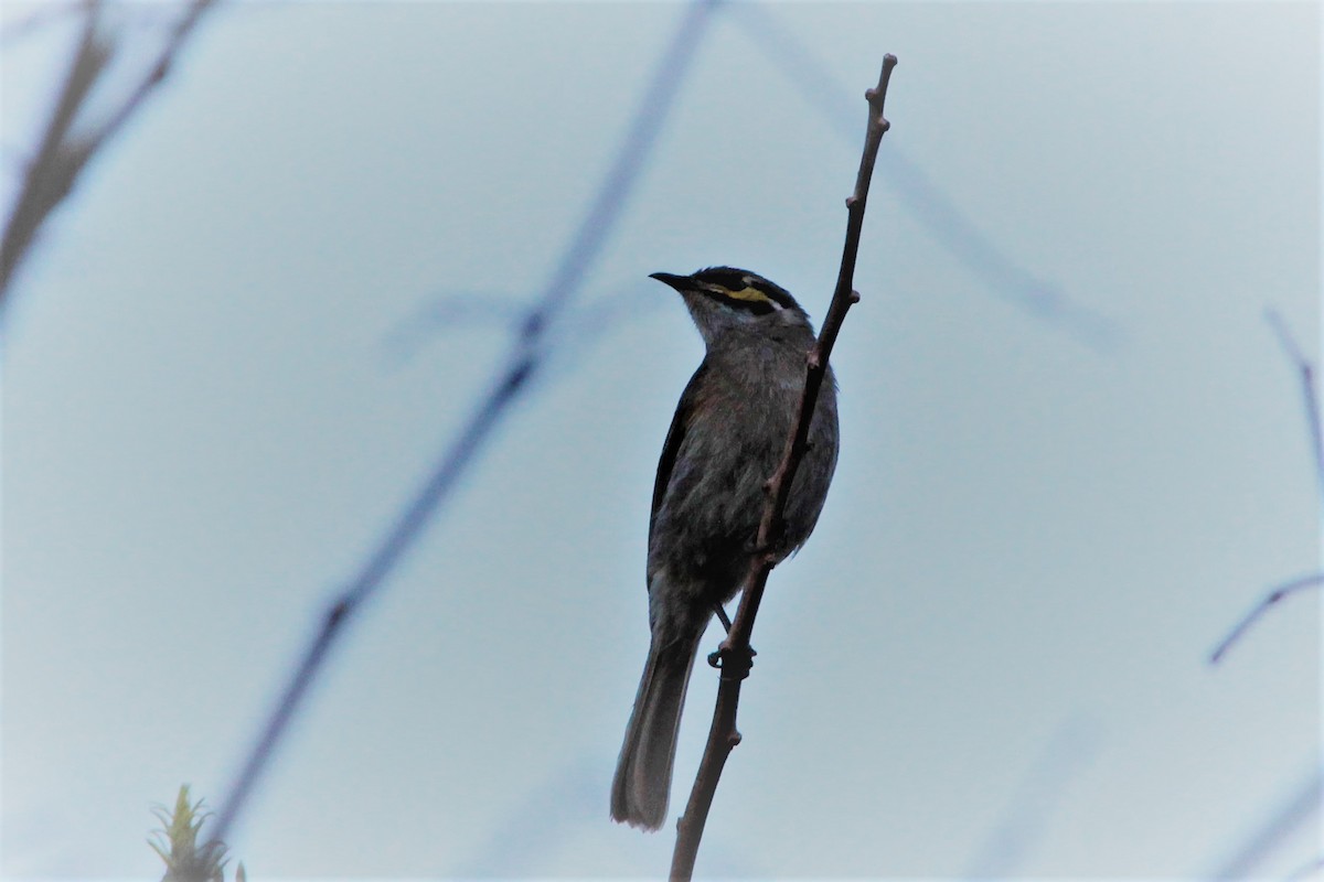 Yellow-faced Honeyeater - Greg and Georgie Shaw