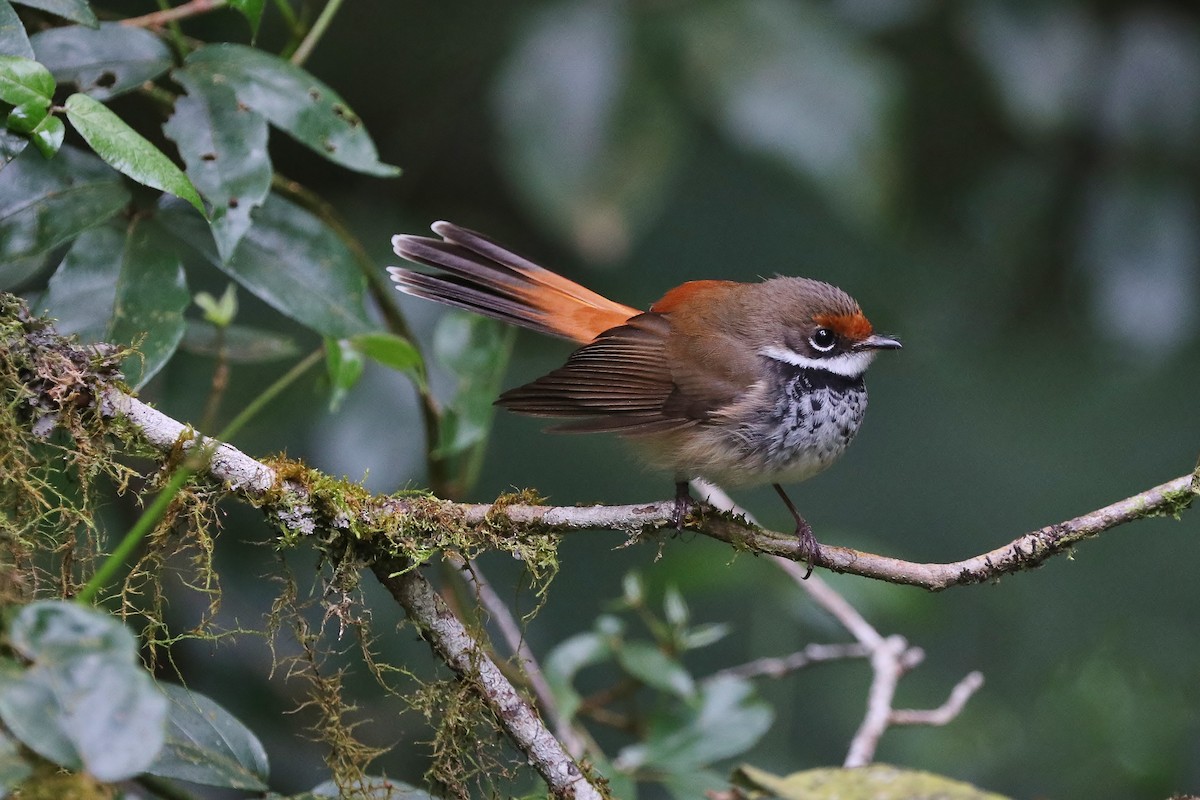 Australian Rufous Fantail - ML70570851