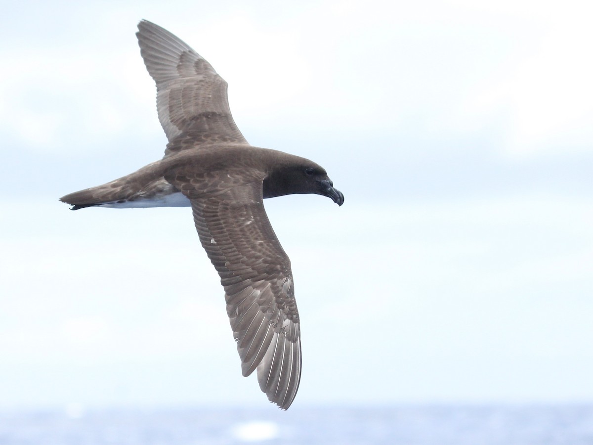 Tahiti Petrel - Deborah Metters