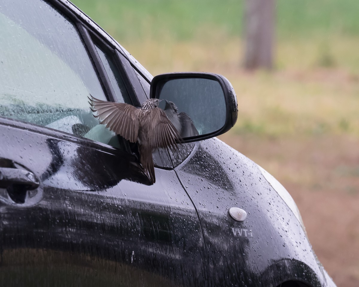 Striped Honeyeater - ML70572831