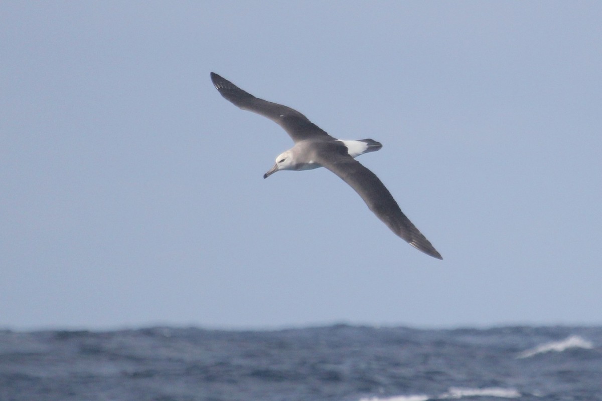 Black-browed Albatross - Deborah Metters