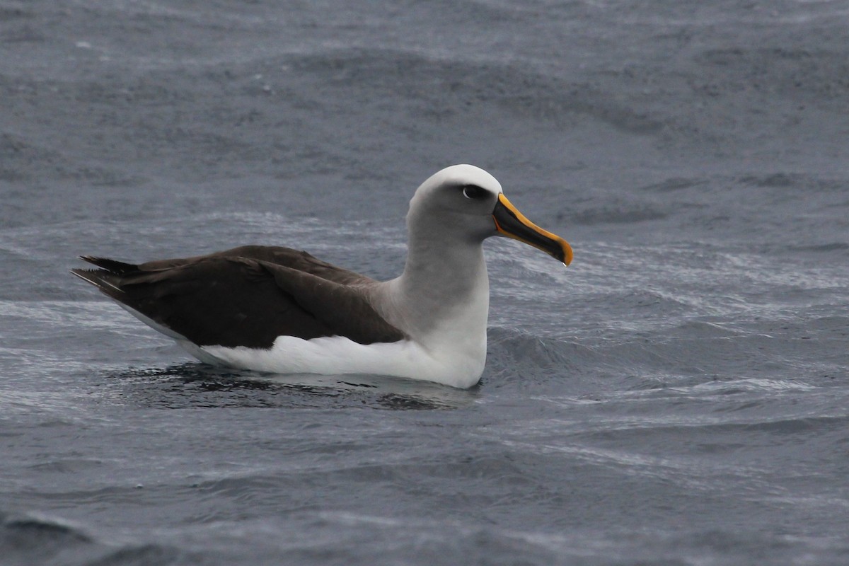 Buller's Albatross - Deborah Metters