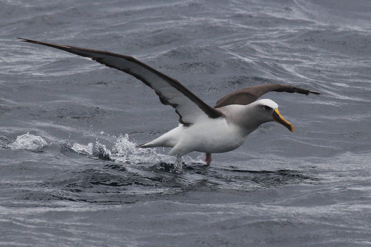 Buller's Albatross - Deborah Metters