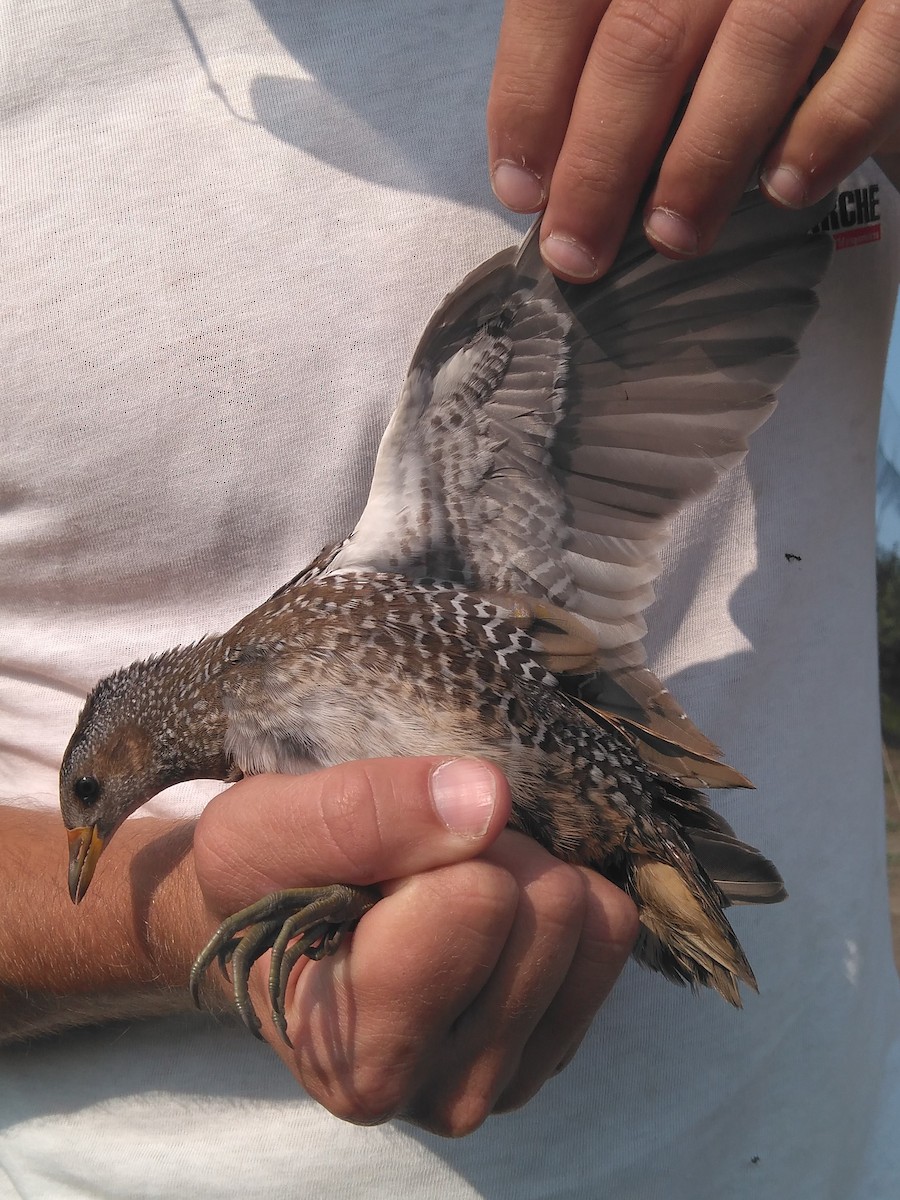 Spotted Crake - ML70574481