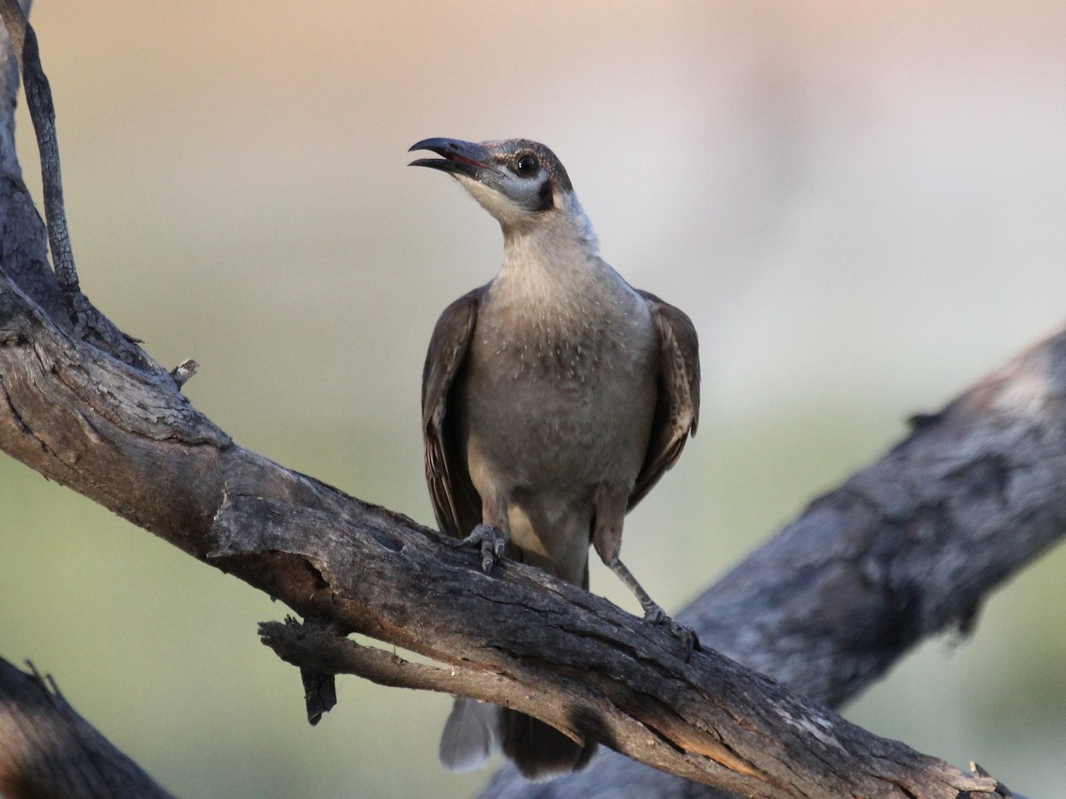 Little Friarbird - ML70575231