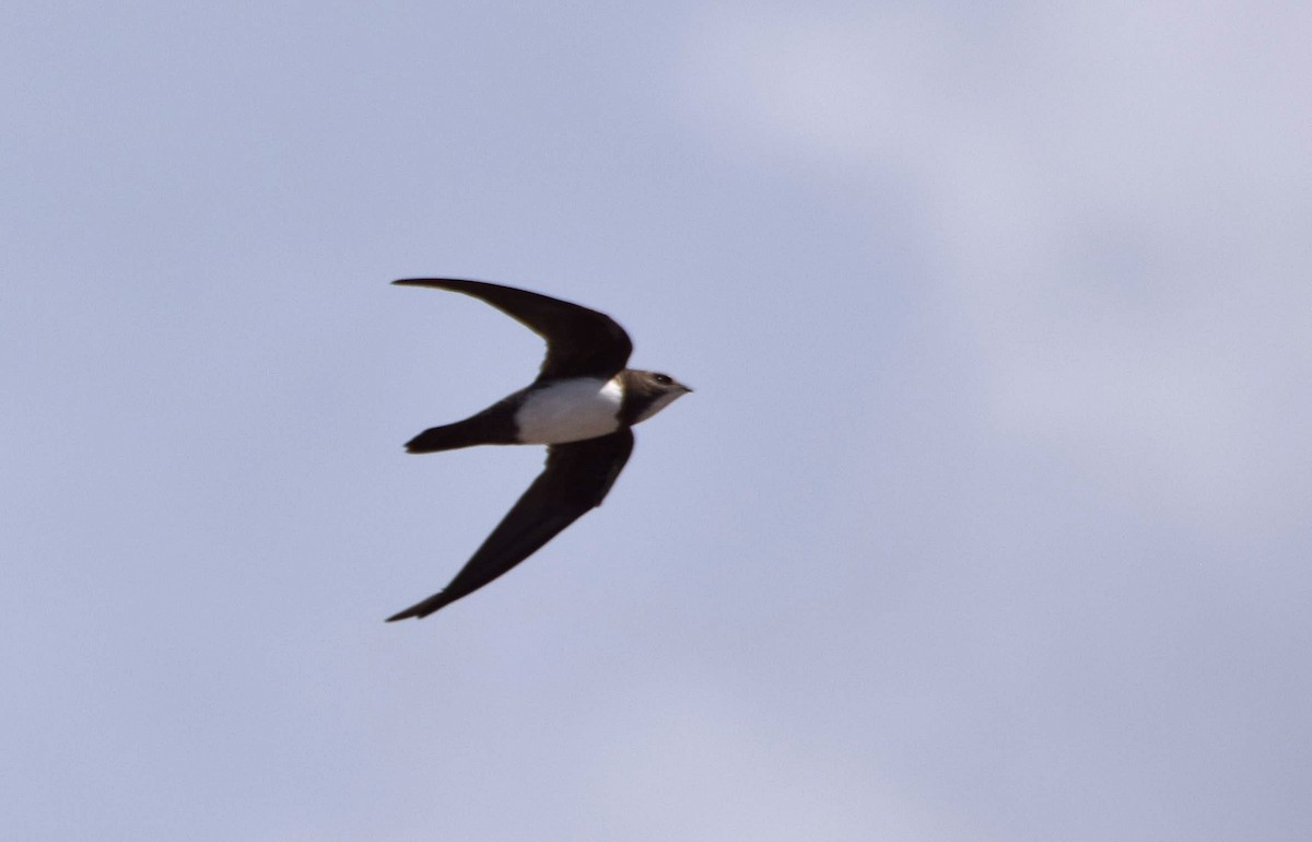 Alpine Swift - Aleksandar Urošević