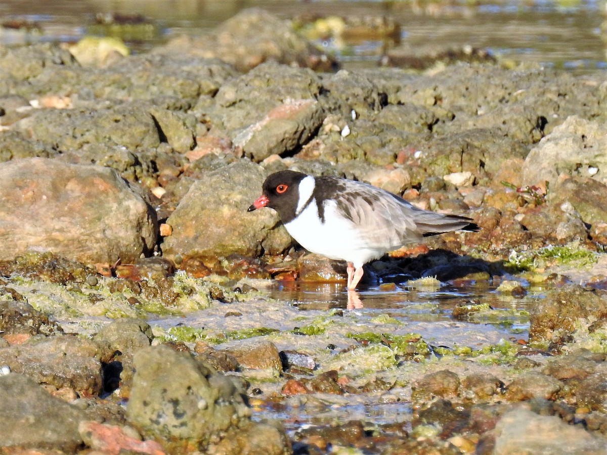 Hooded Plover - ML70576711