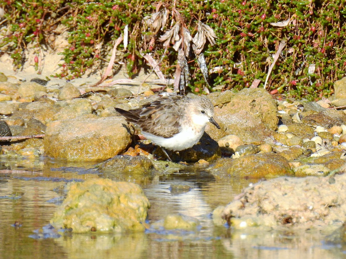 Red-necked Stint - ML70576731