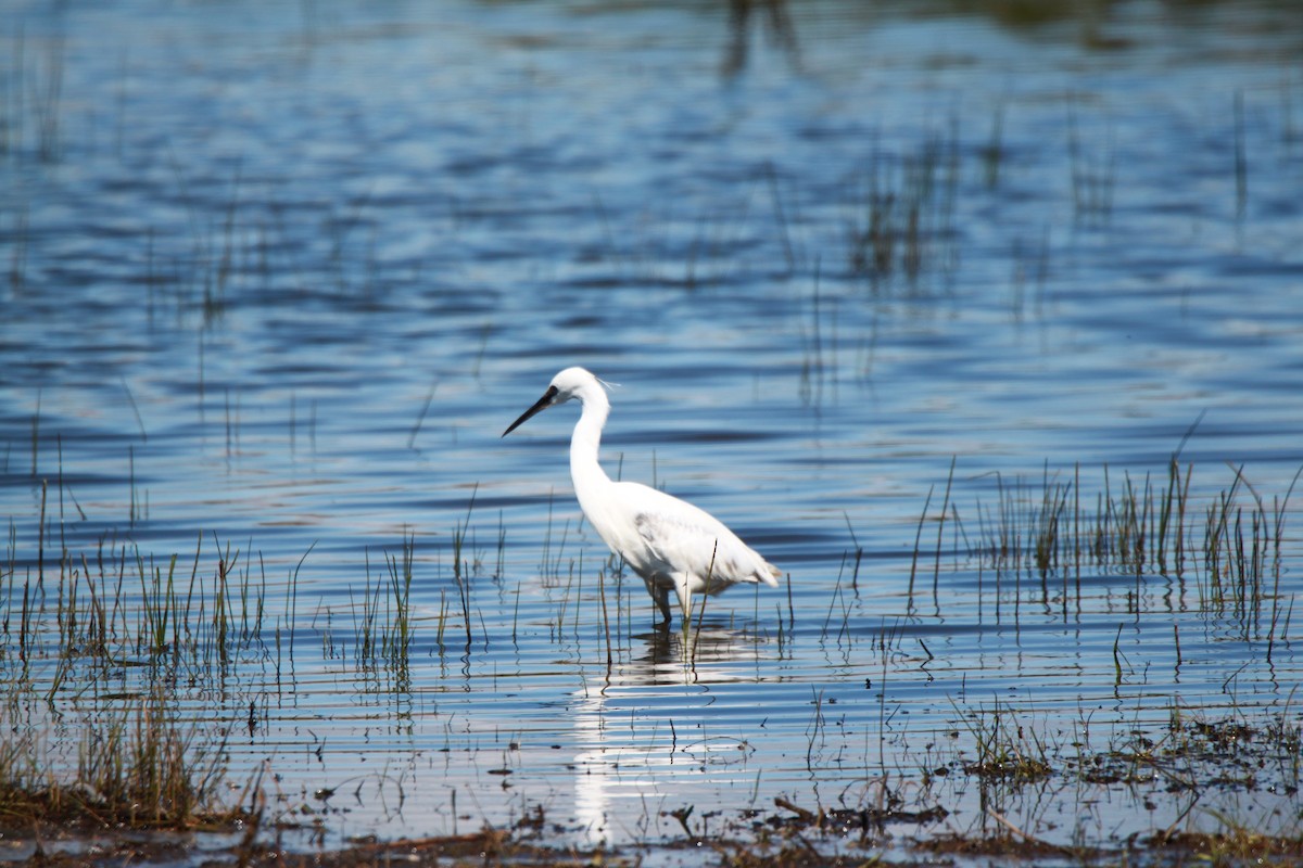 Little Egret - Nisha M