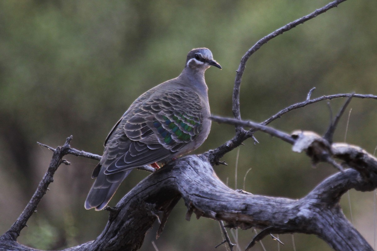 Common Bronzewing - Deborah Metters