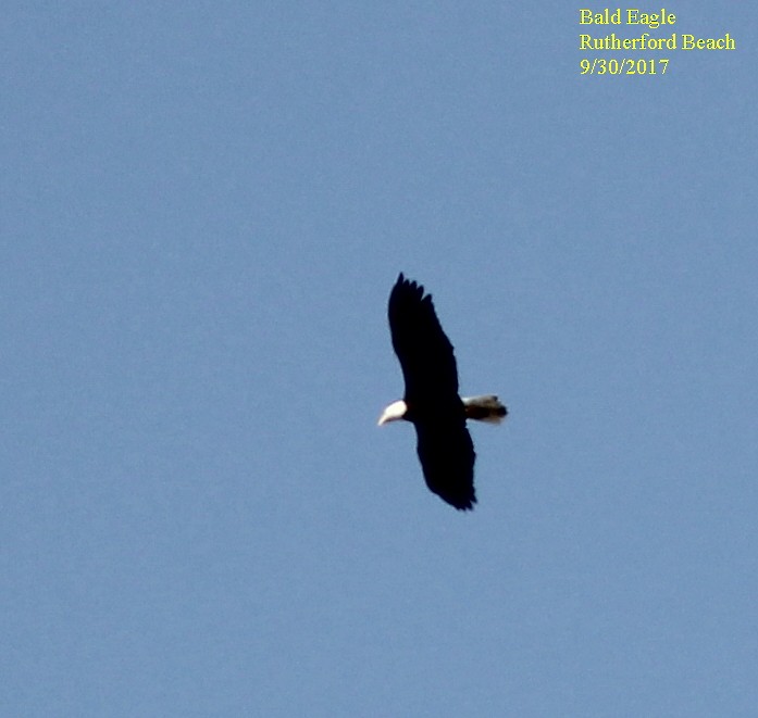 Bald Eagle - ML70579711