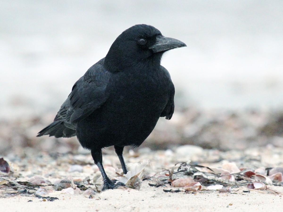 Fish Crow