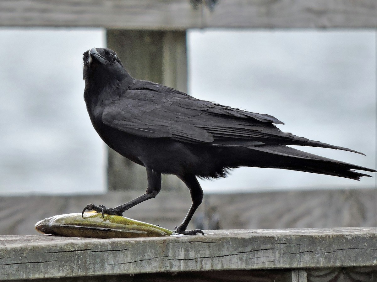 Fish Crow