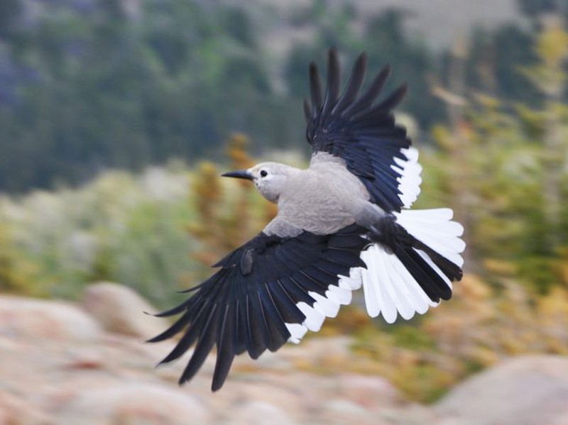 Clark's Nutcracker