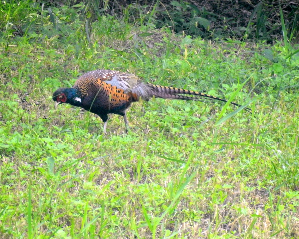 Ring-necked Pheasant - Scott Young