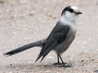 SCULPT LAB 凶鳥 perisoreus interigrans Canada Jay - Perisoreus canadensis - Birds of the World