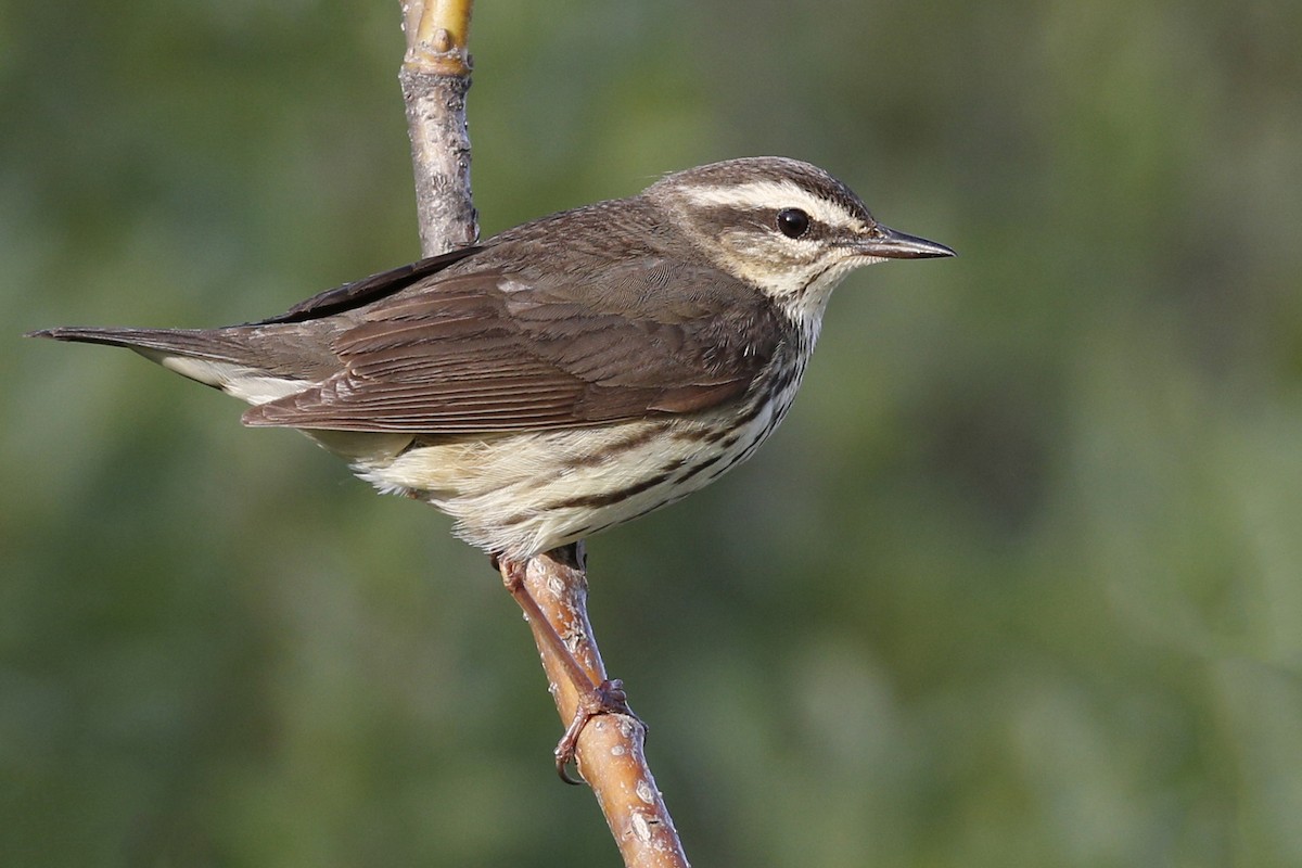 Northern Waterthrush - ML70583491