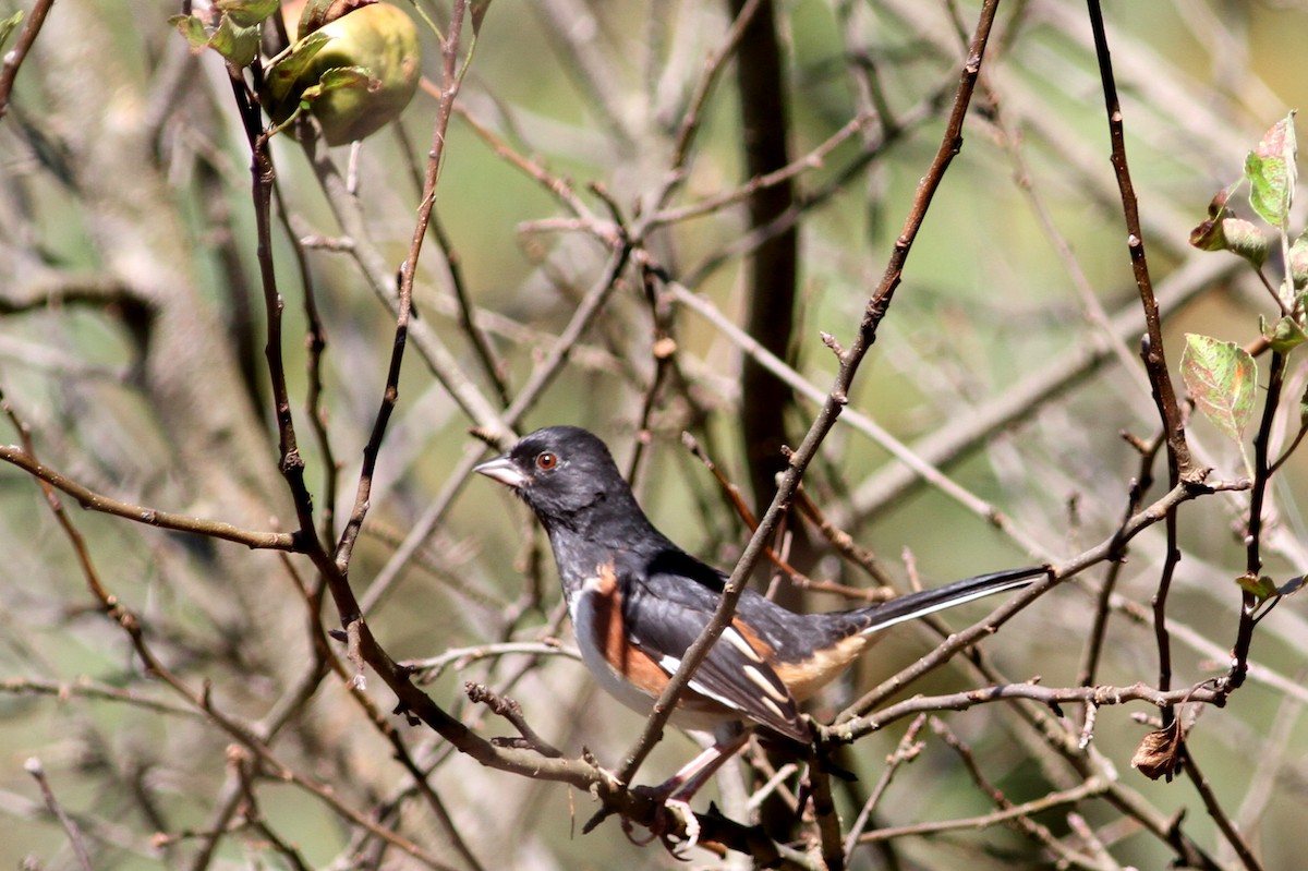 Eastern Towhee - ML70584061