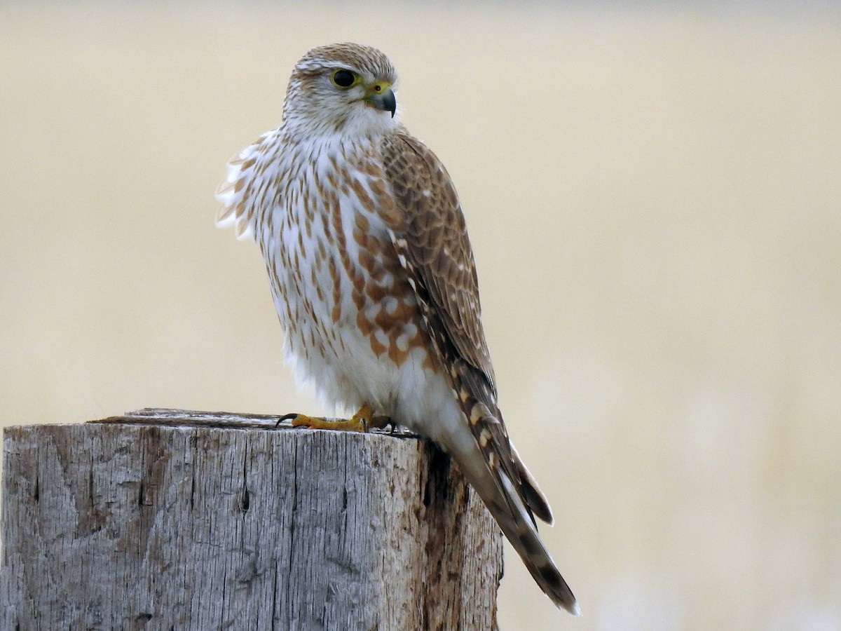 Female/immature (Prairie)