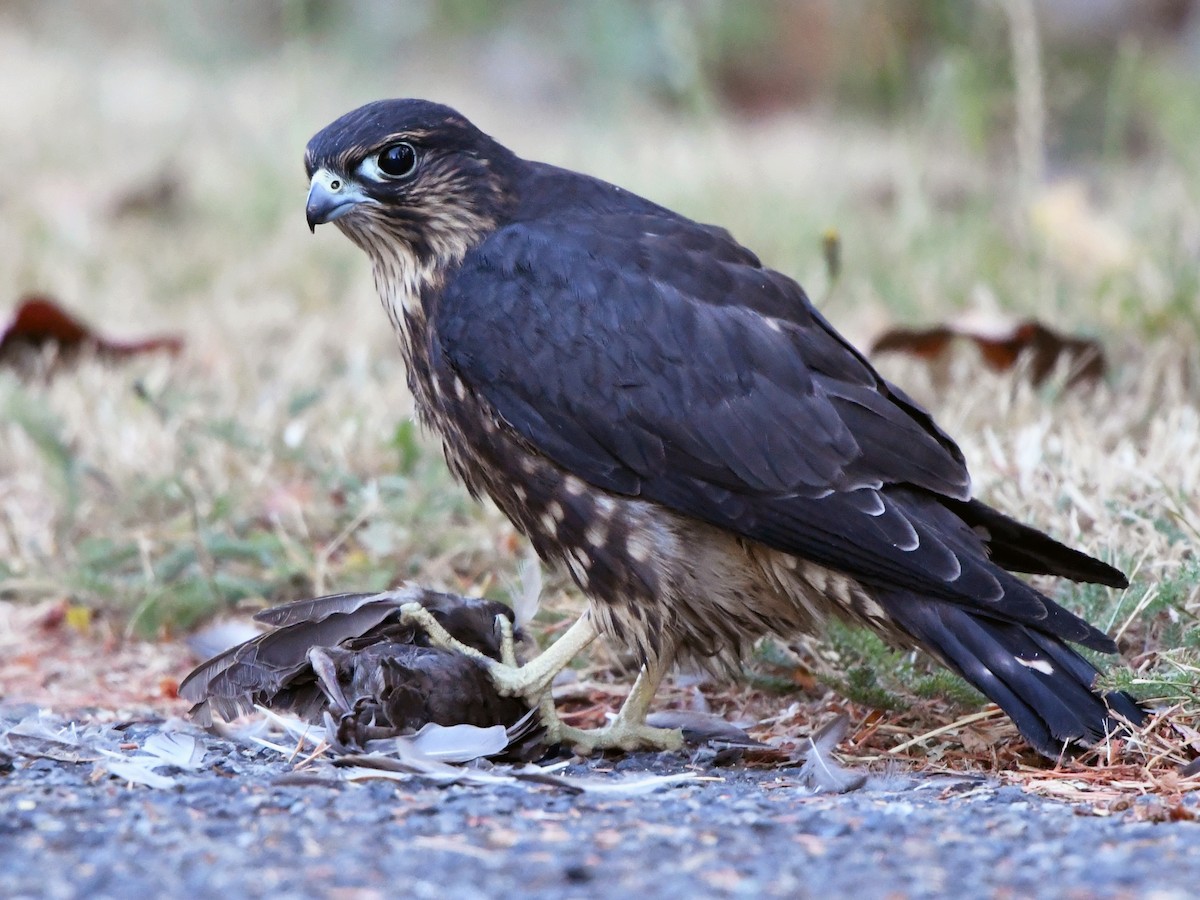 Adult (Black)