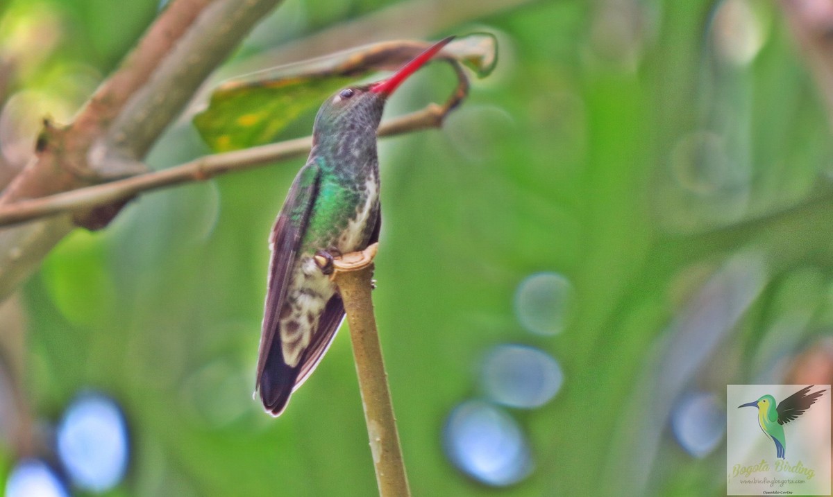 kolibřík zrcadlový - ML705876