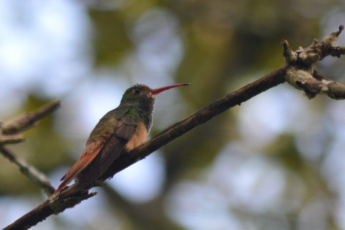 kolibřík yukatanský - ML70587621