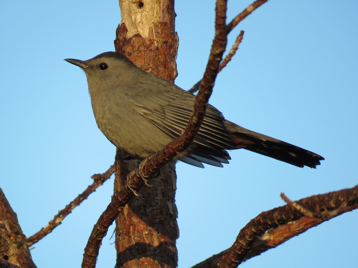 Gray Catbird - ML70587901