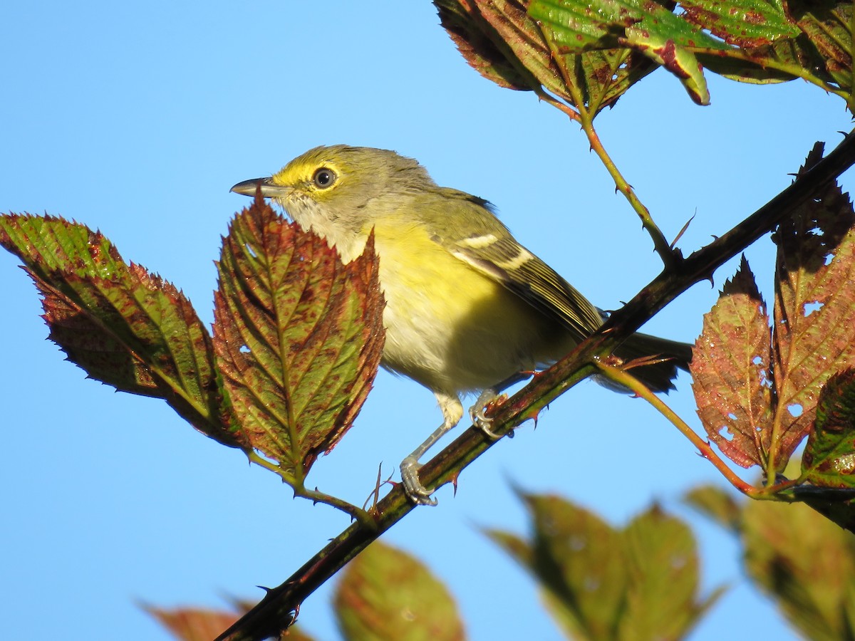 White-eyed Vireo - ML70588051