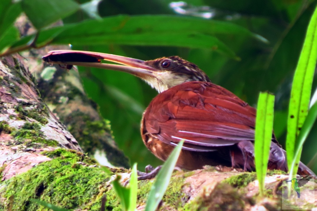 Long-billed Woodcreeper - Anonymous