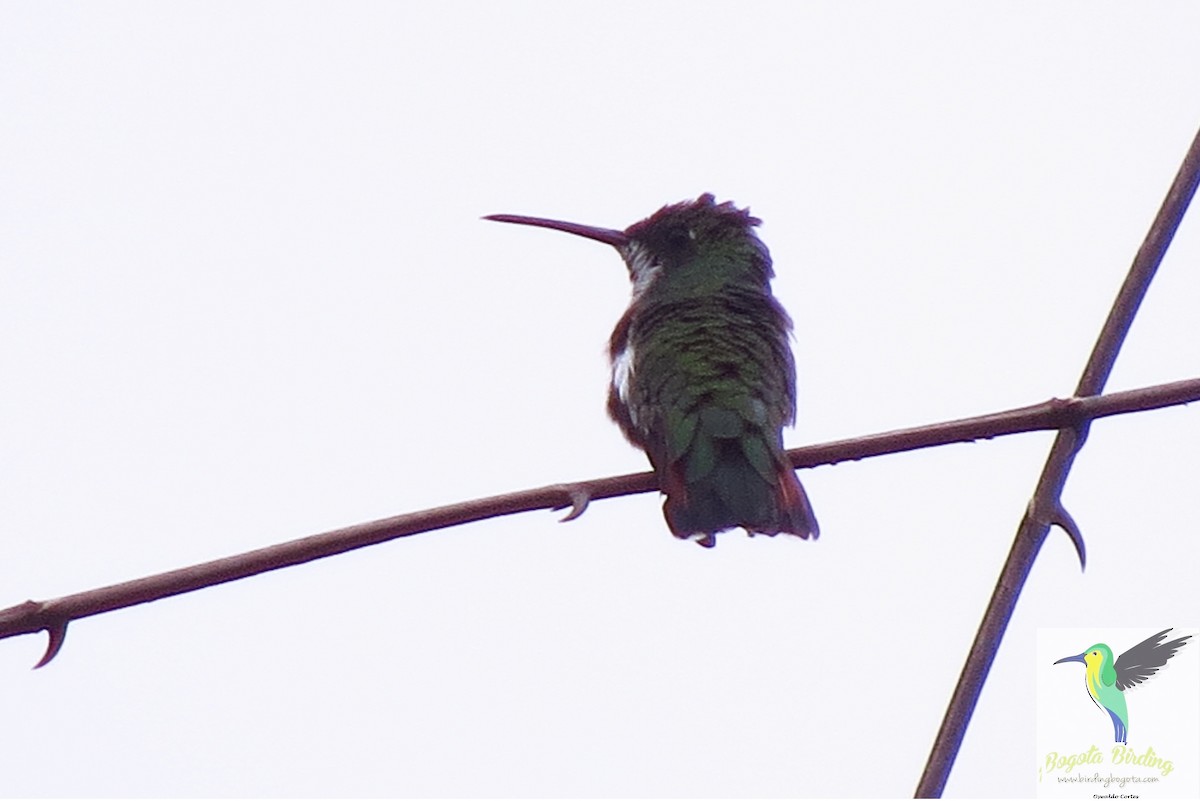 kolibřík tropický - ML705897