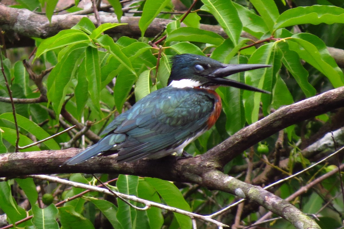 Amazon Kingfisher - Anonymous