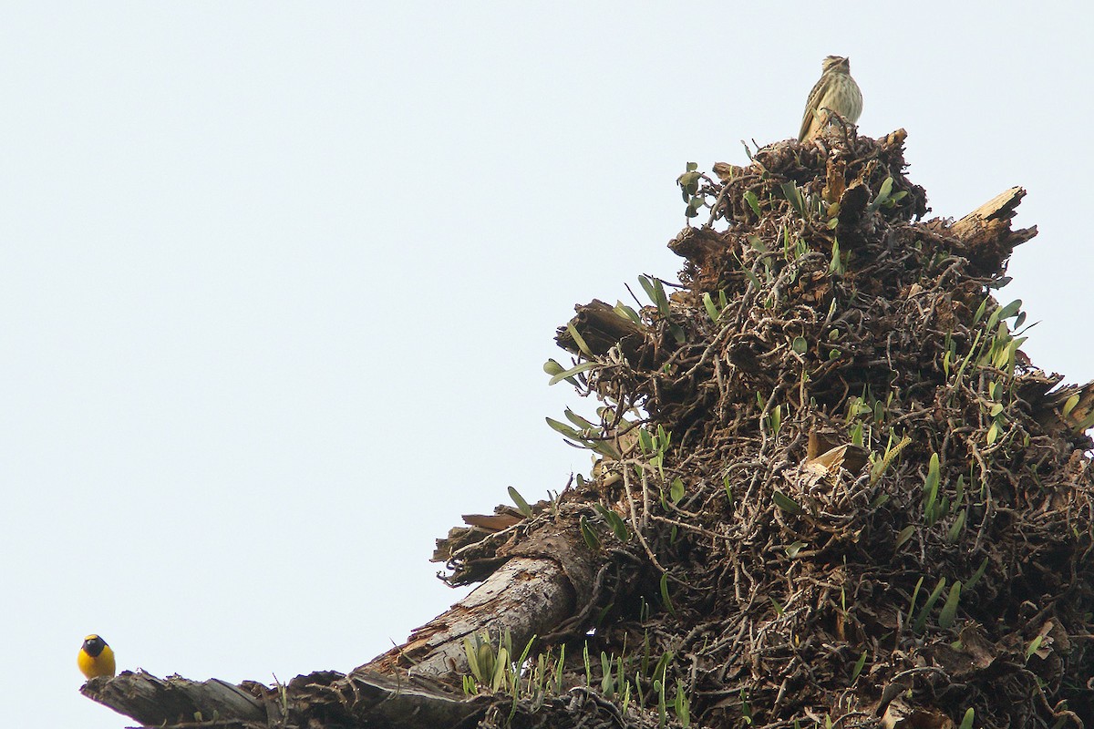 Variegated Flycatcher - ML70590231