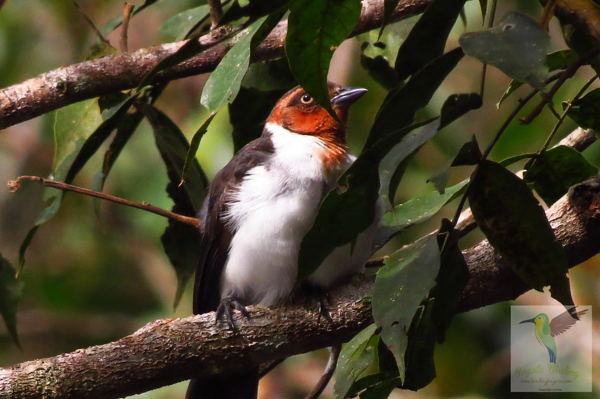 Masked Cardinal - ML705903