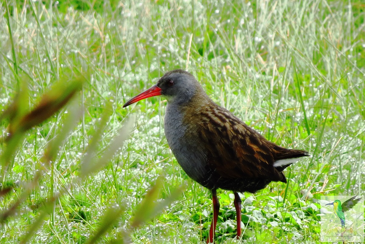 Bogota Rail - ML705904