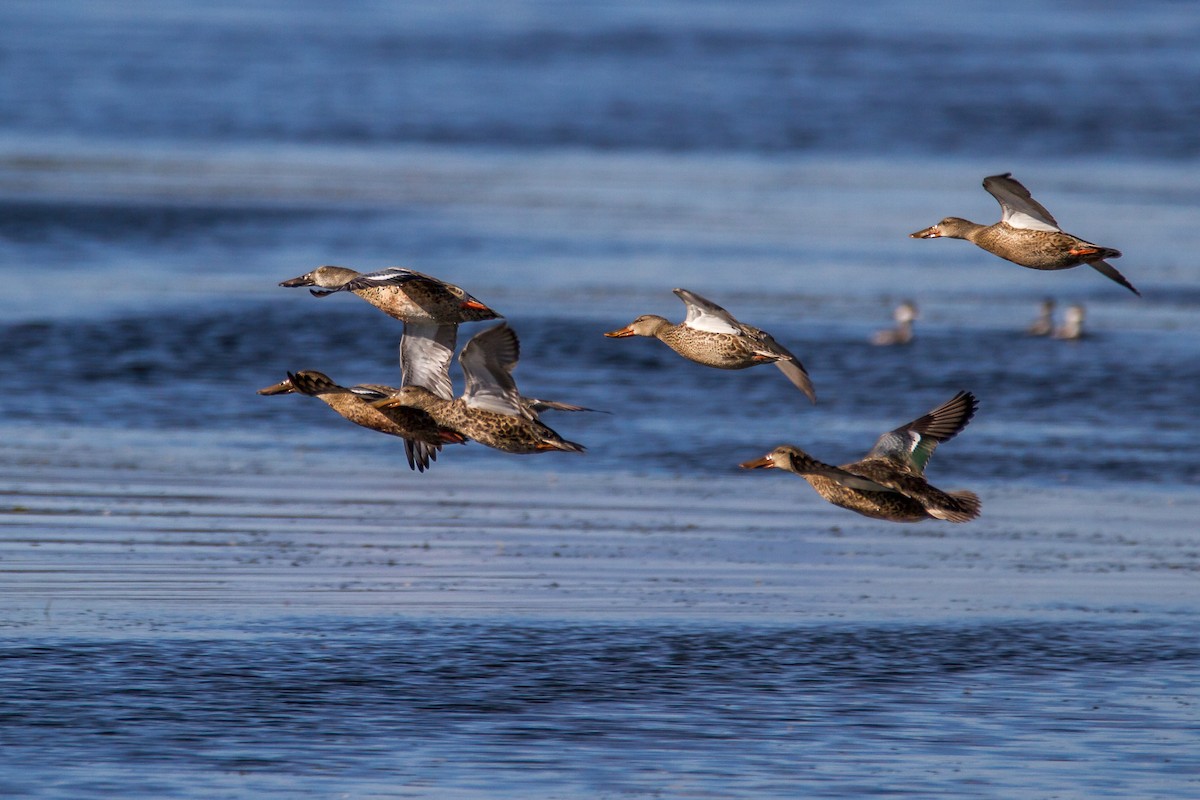 Northern Shoveler - ML70590681