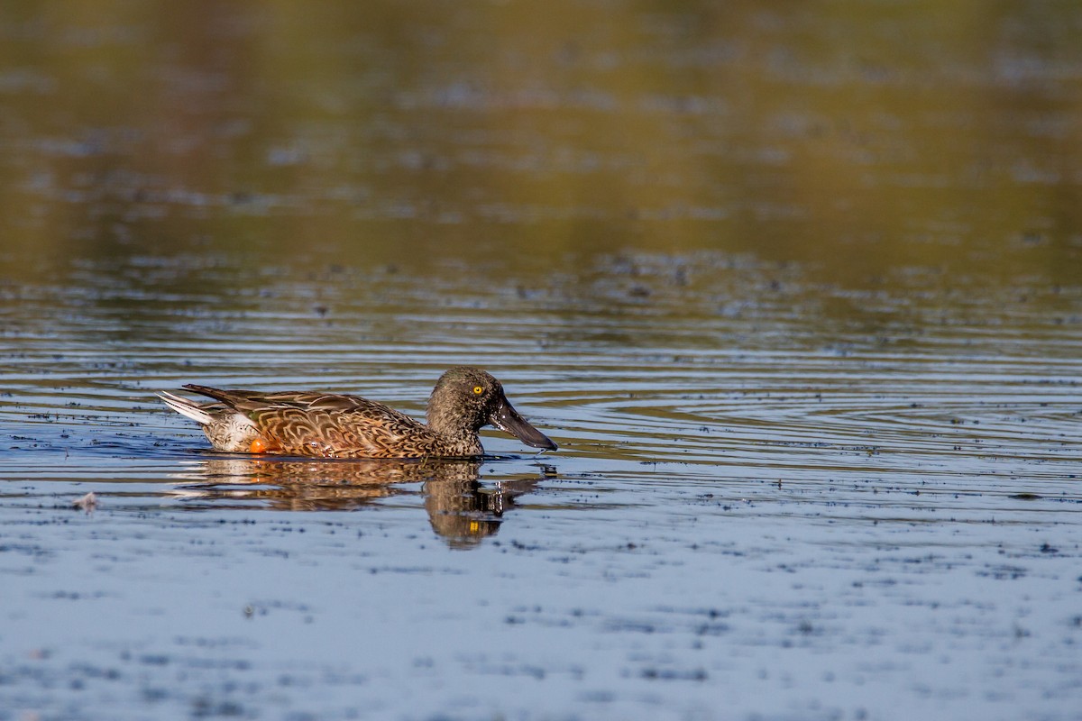 Northern Shoveler - ML70590691