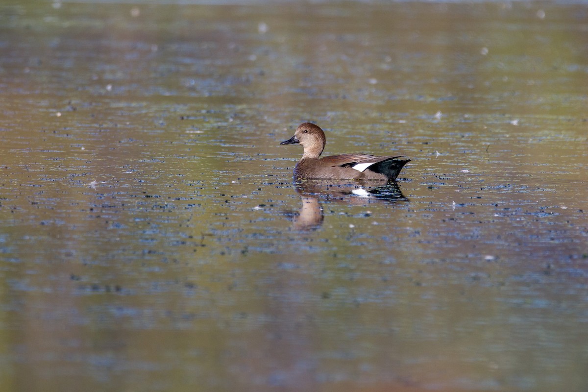 Gadwall - ML70590901