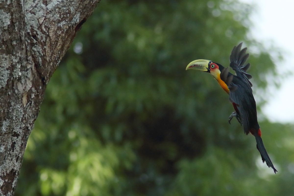 Red-breasted Toucan - ML70590931