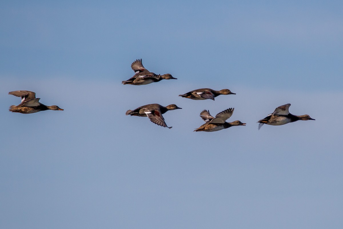 Gadwall - ML70591041