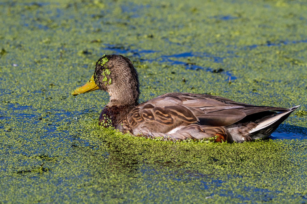 Mallard - ML70591191