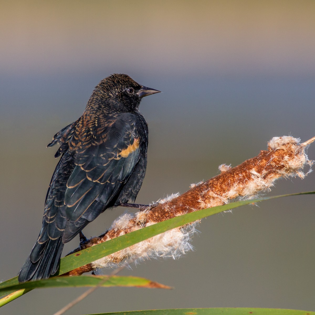 Red-winged Blackbird - ML70591521