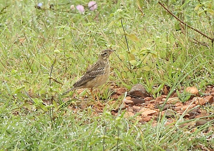 Blyth's Pipit - ML70591681