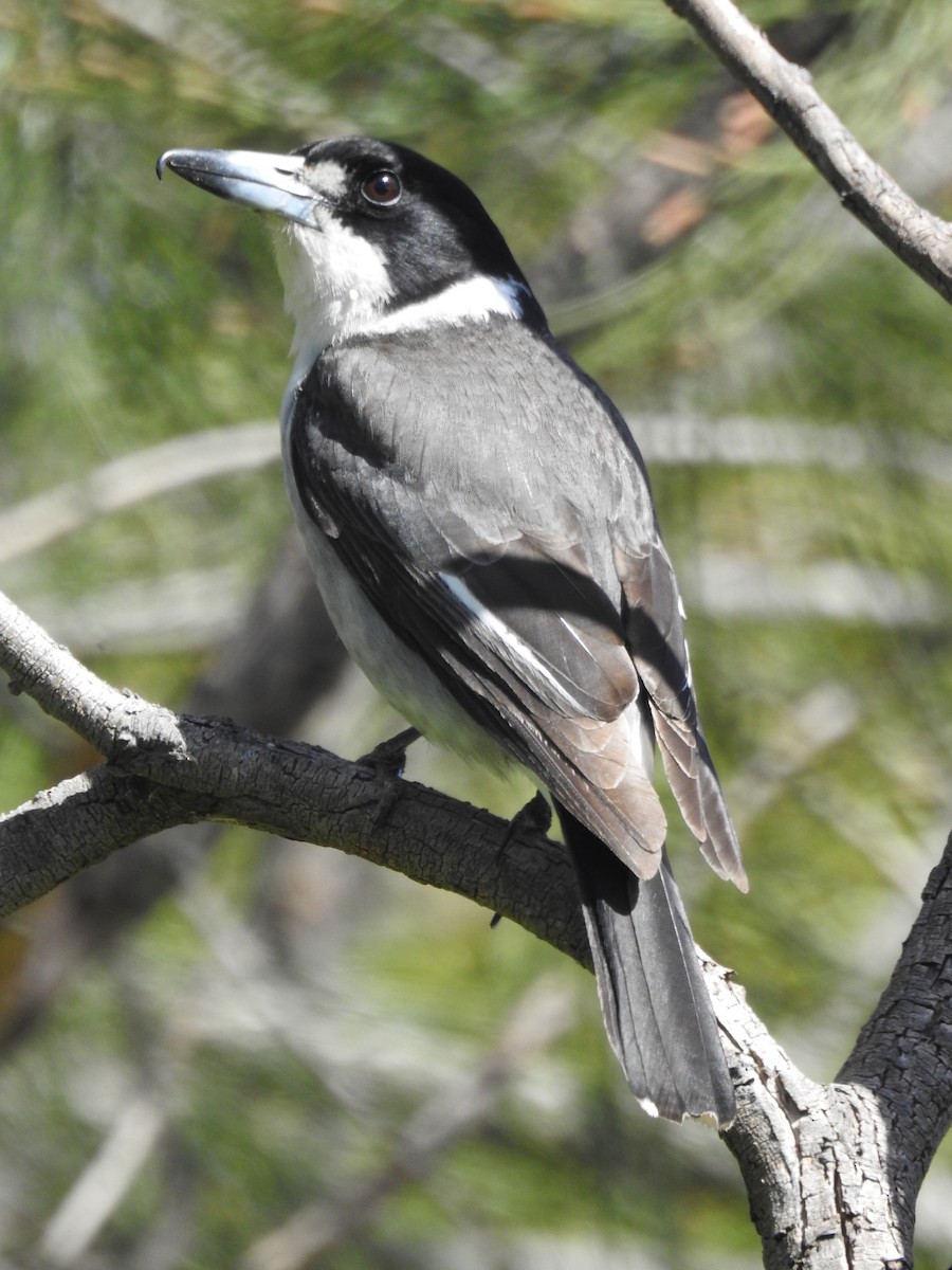 Gray Butcherbird - Jeffrey Crawley