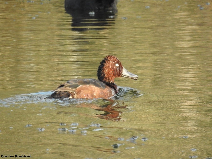 Ferruginous Duck - ML70593861