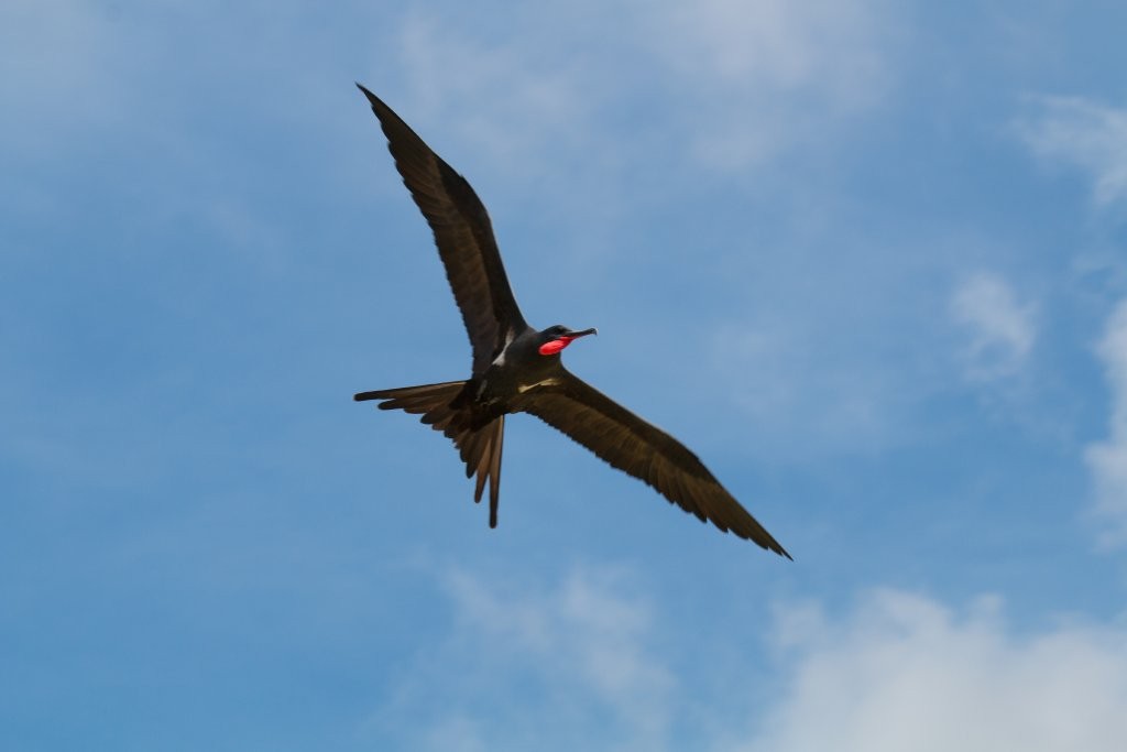 Lesser Frigatebird - ML70594771
